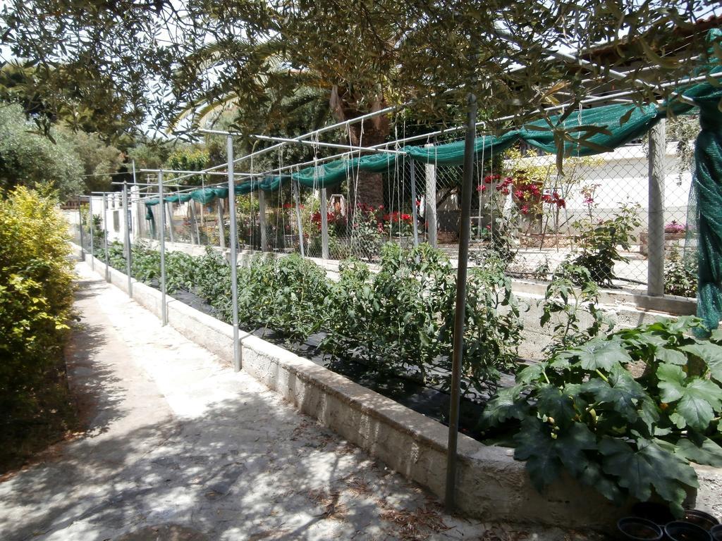 Apartmán Olive House Elia Nikitis Exteriér fotografie